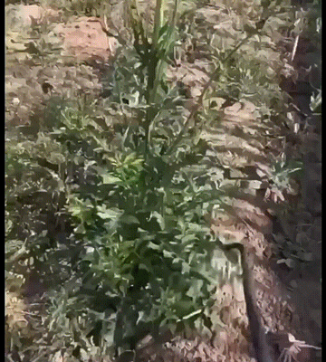 Manual Weed Remover Tool for Lawn and Garden