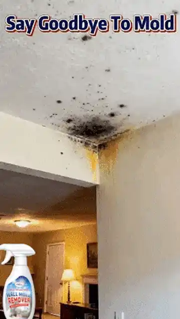 Mould Removal Spray