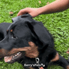 Professional Pet Brush