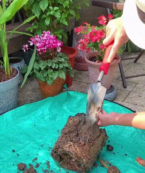 Soil Activator for Plants