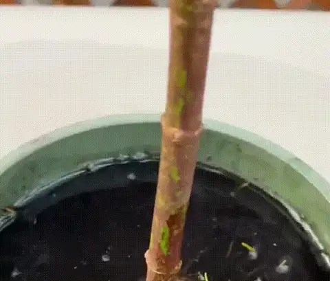 Soil Activator for Plants