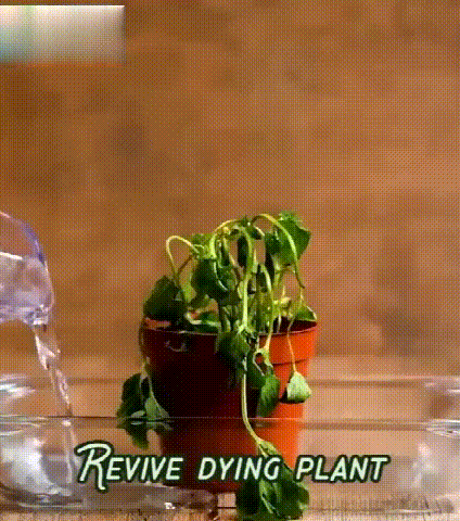 Universal nutrient solution for flowering potted plants
